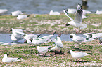 common black-headed gulls