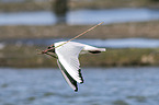 common black-headed gull