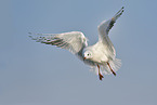 common black-headed gull