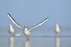 common black-headed gull
