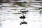 standing Black-headed Gull