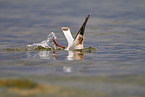 Black-headed Gull in the water