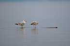 black-headed gulls