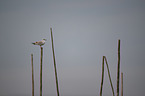 black-headed gull