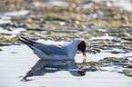 Black-headed Gull