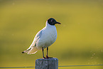 Black-headed Gull
