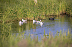 Black-headed Gull
