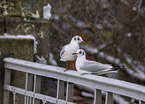 common black-headed gulls