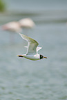 black-headed gull