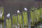 black-headed gull