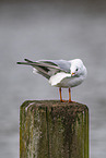 black-headed gull