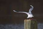 common black-headed gull