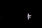 common black-headed gull