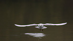 common black-headed gull