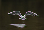 common black-headed gull