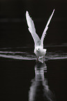 common black-headed gull