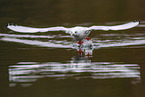 common black-headed gull