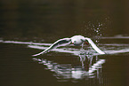 common black-headed gull