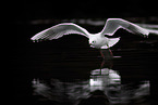 common black-headed gull
