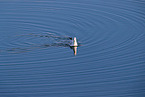 common black-headed gull