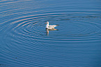 common black-headed gull