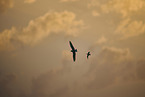 2 birds
