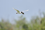 common black-headed gull