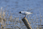 common black-headed gull