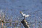 common black-headed gull