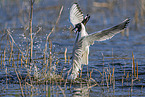 common black-headed gulls