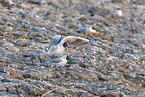 common black-headed gulls