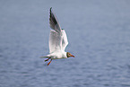 common black-headed gull