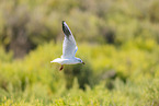 black-headed gull
