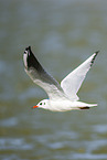 black-headed gull