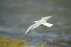 black-headed gull