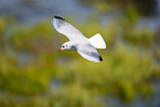 black-headed gull