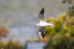 black-headed gull