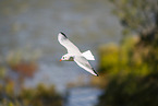 black-headed gull