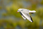 black-headed gull