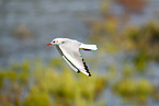 black-headed gull