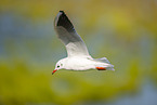 black-headed gull