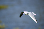 black-headed gull