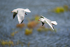 black-headed gull