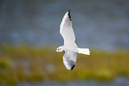 black-headed gull
