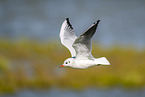 black-headed gull