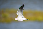black-headed gull