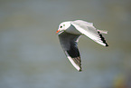 black-headed gull