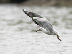 black-headed gull