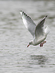 black-headed gull