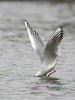black-headed gull